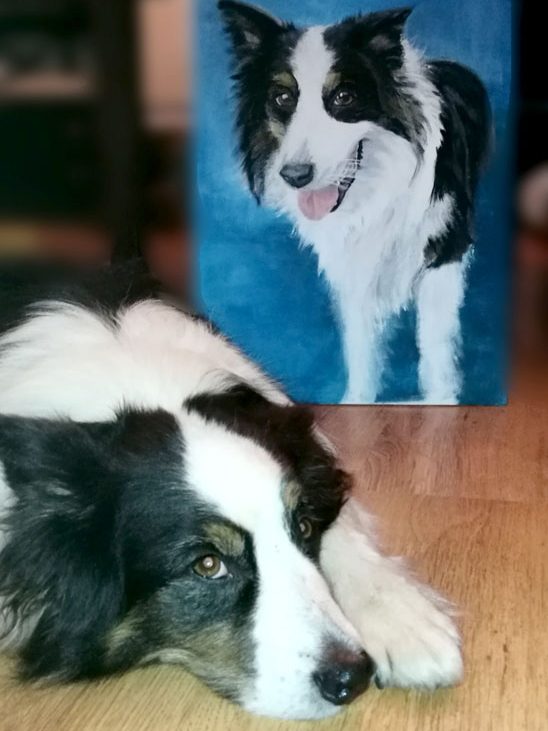 Hund der Rasse Australian Sherperd liegt vor seinem Portrait auf dem Boden